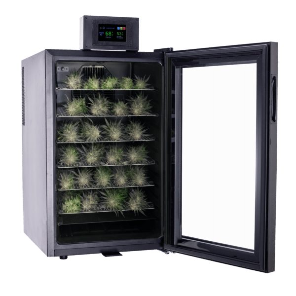 cannatrol cool cure unit filled with dried cannabis with clear glass door