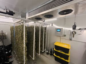 custom designed drying room with control panel on back wall and rows of hanging drying cannabis plants